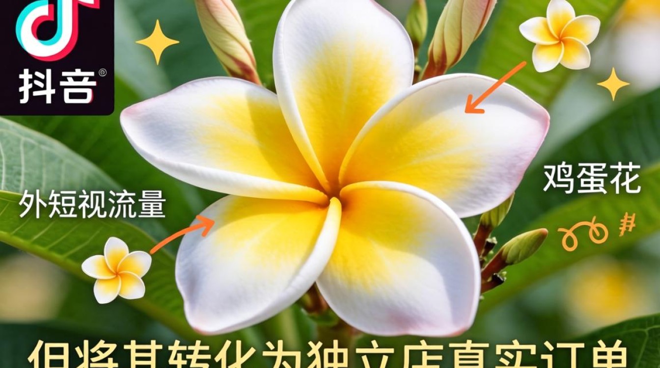 TikTok 鸡蛋花特效独立站建站海外电商指南